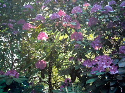 Andrzej Schneeweiss - #AS11 - ??x?? cm